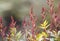 Astilbe Japonica