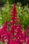 Astilbe japonica red sentinel in garden