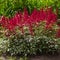 Astilbe japonica red sentinel in garden