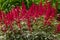 Astilbe japonica red sentinel in garden
