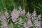 Astilbe, known as false goat`s beard and false spirea