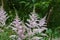 Astilbe, known as false goat`s beard and false spirea