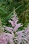 Astilbe, known as false goat`s beard and false spirea