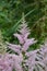 Astilbe, known as false goat`s beard and false spirea