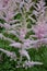 Astilbe, known as false goat`s beard and false spirea