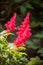 Astilbe panicle inflorescences