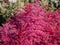 Astilbe simplicifolia \\\'Aphrodite\\\' features cerise-red plumes, over a compact mound of elegant, lacy green leaves