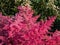 Astilbe simplicifolia \\\'Aphrodite\\\' features cerise-red plumes, over a compact mound of elegant, lacy green leaves