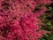 Astilbe simplicifolia \\\'Aphrodite\\\' features cerise-red plumes, over a compact mound of elegant, lacy green leaves