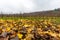 Astino Valley, Bergamo, Italy: Vineyard