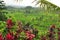 Astonishing landscape of the Rice fields in Bali, Indonesia