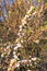 Astonishing white blossom flowers on tree branch in sunny spring morning. Blurred tree branches against blue sky in the background