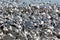 Astounding flock of snow geese rises upward