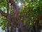 Astounding stunning banyan tree stand like a giant