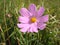 Astra chamomile, or Italian lat. Aster amellus.