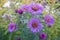 Astra Virgin or New Belgian Symphyotrichum novi-belgii beautiful autumn flower bed