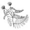Astragalus Adsurgens vintage illustration