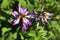 Astragalus alpinus, the alpine milkvetch in bloom