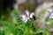 Astragalus alpinus flower in bloom