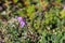 Astragalus alpinus, known by the common name alpine milkvetch