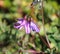 Astragalus alpinus, known by the common name alpine milkvetch