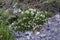 Astragalus angustifolius - Wild plant shot in the spring