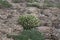 Astragalus angustifolius - Wild plant shot in the spring