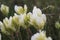 Astragalus angustifolius - Wild plant shot in the spring