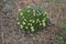 Astragalus angustifolius - Wild plant shot in the spring