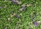 Astragalus, astragalus dasyanthus. Dry herbs. Herbal medicine, p