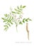 Astragalus (Astragalus membranaceus)