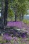 Astragalus blooms in the field in the forest