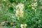 Astragalus close-up. Also called milk vetch, goat\\\'s-thorn or vine-like. Spring green background. Wild plant