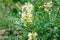 Astragalus close-up. Also called milk vetch, goat\\\'s-thorn or vine-like. Spring green background. Wild plant