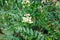 Astragalus close-up. Also called milk vetch, goat\\\'s-thorn or vine-like. Spring green background. Wild plant