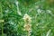 Astragalus close-up. Also called milk vetch, goat\\\'s-thorn or vine-like. Spring green background. Wild plant