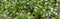 Astragalus field image