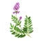 Astragalus with flowers and leaves, medical tea herb