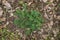 Astragalus glycyphyllos plant close up