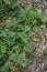 Astragalus glycyphyllos plant close up
