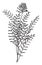 Astragalus Hypoglottis vintage illustration