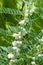 Astragalus. milkvetch. goat\'s-thorn. vine-like. astragalus sieve