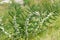 Astragalus. milkvetch. goat\'s-thorn. vine-like. astragalus sieve