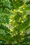 Astragalus. milkvetch. goat\'s-thorn. vine-like. astragalus sieve