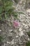 Astragalus monspessulanus close up