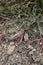 Astragalus monspessulanus close up