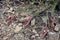Astragalus monspessulanus close up
