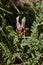 Astragalus monspessulanus close up