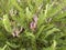 Astragalus monspessulanus plant close up