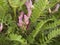 Astragalus monspessulanus plant close up